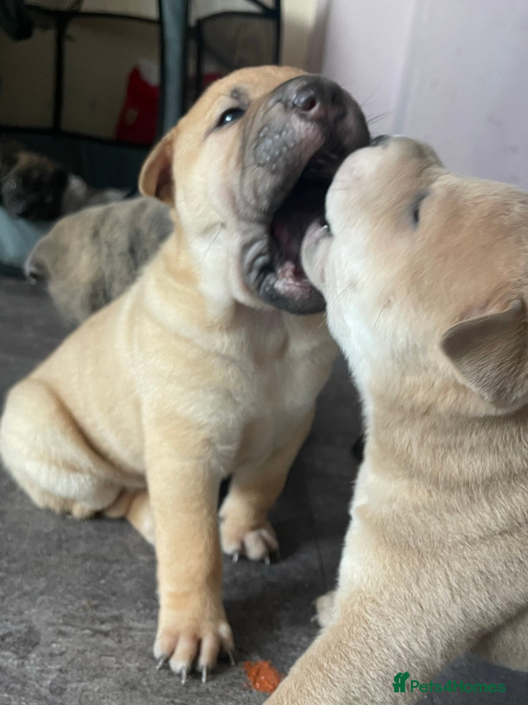 Mixed Breed dogs for sale: Staffie/sharpei pups  - Image 9