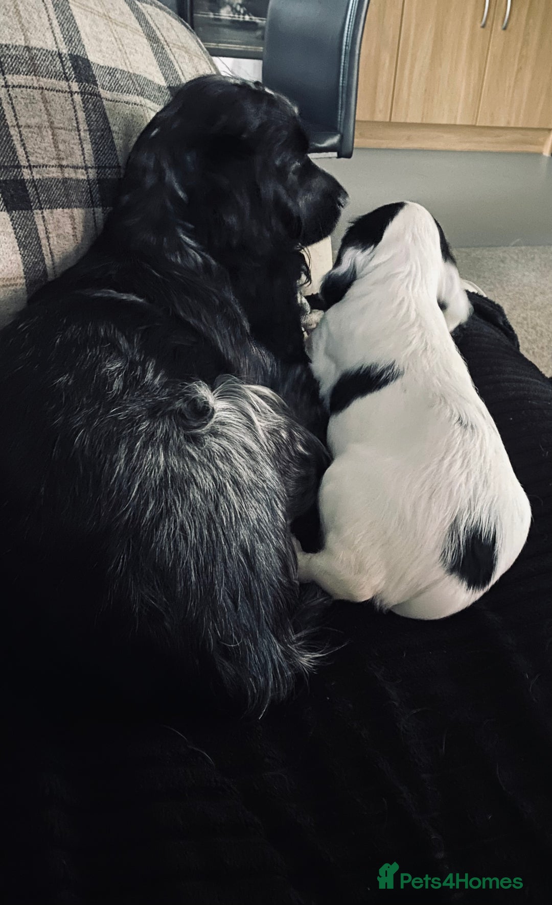 Sprocker dogs for sale: Sprocker spaniel  - Advert 3