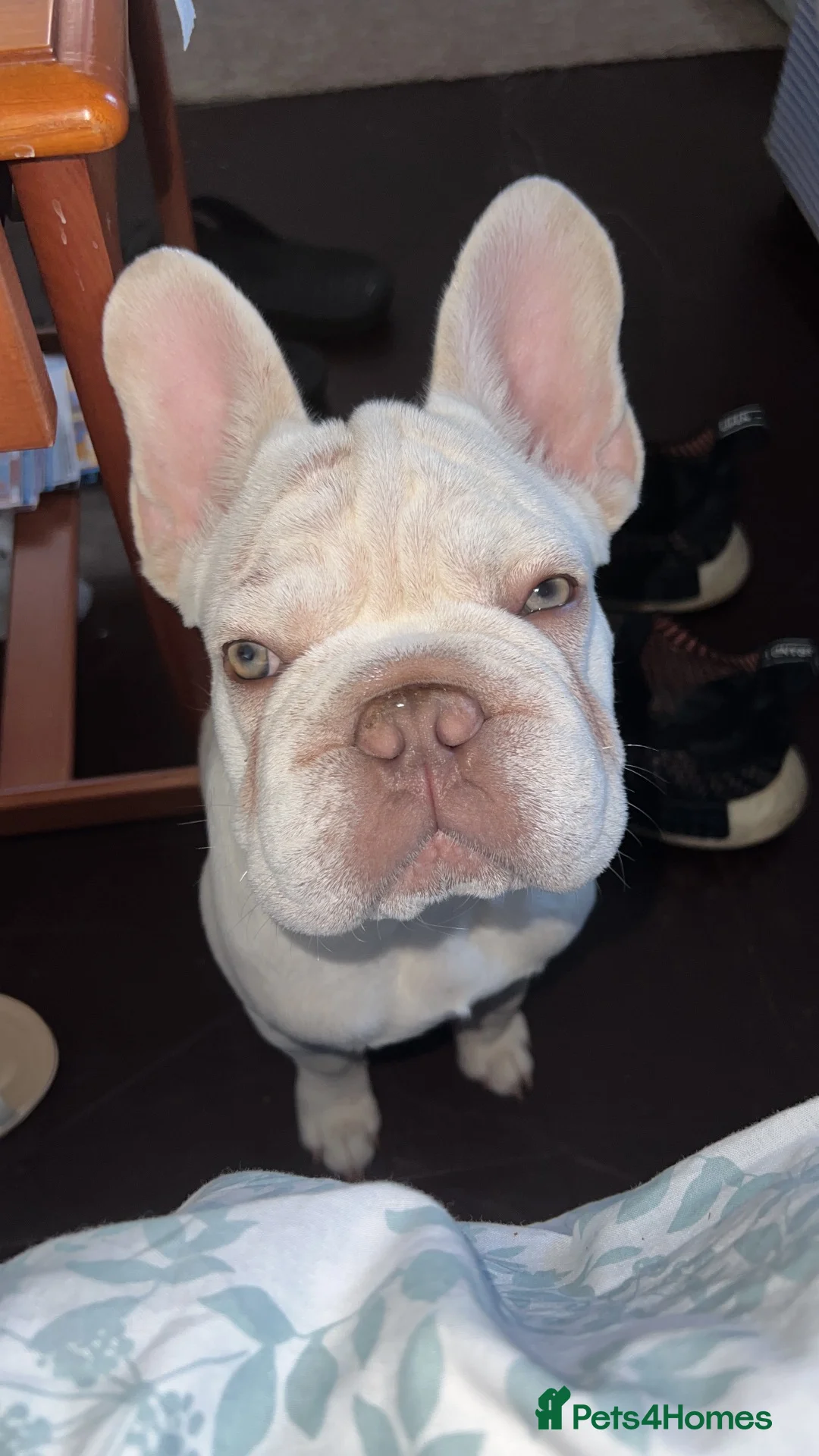 French Bulldog dogs for sale: Mr milo  in Doncaster - Advert 2