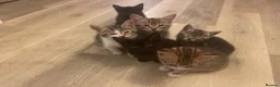 Mixed Breed cats for sale: 8 Beautiful Kittens for sale  - Advert 1