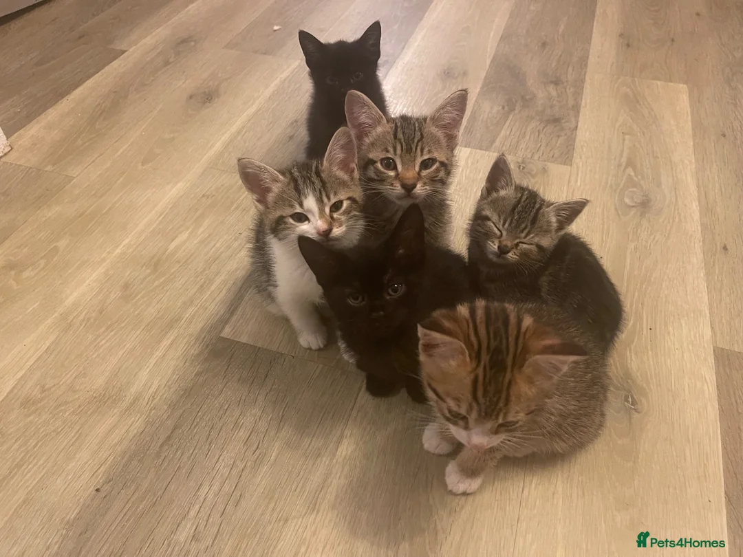 Mixed Breed cats for sale: 8 Beautiful Kittens for sale  - Advert 1