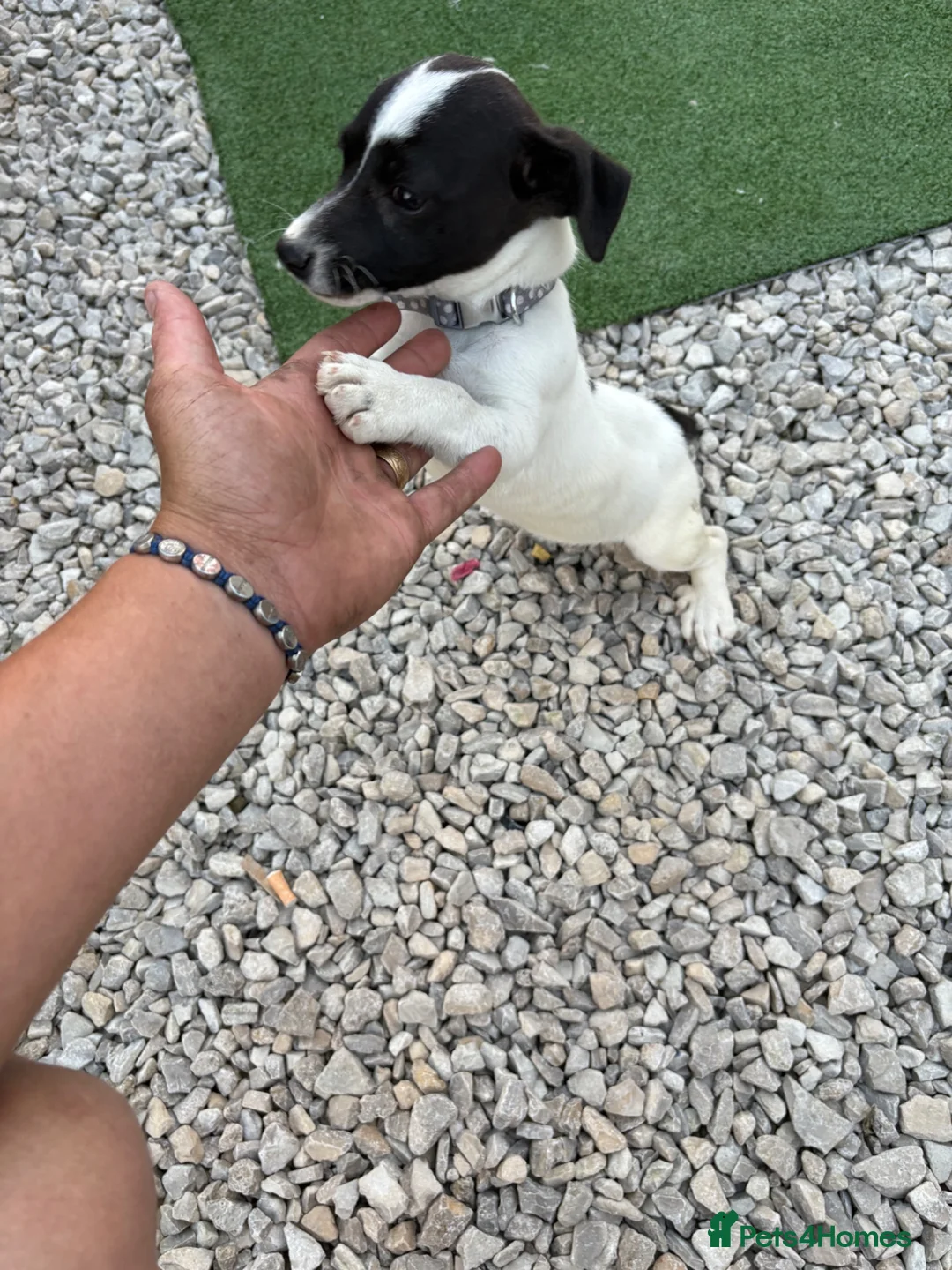 Jack Russell dogs for sale: Jack Russell  in Barnsley - Advert 2
