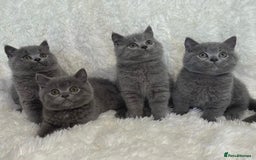 British Shorthair cats for sale: British Shorthair Kittens – Only 2 Left, Ready Now - Image 1