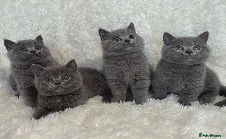 British Shorthair cats - Advert 12