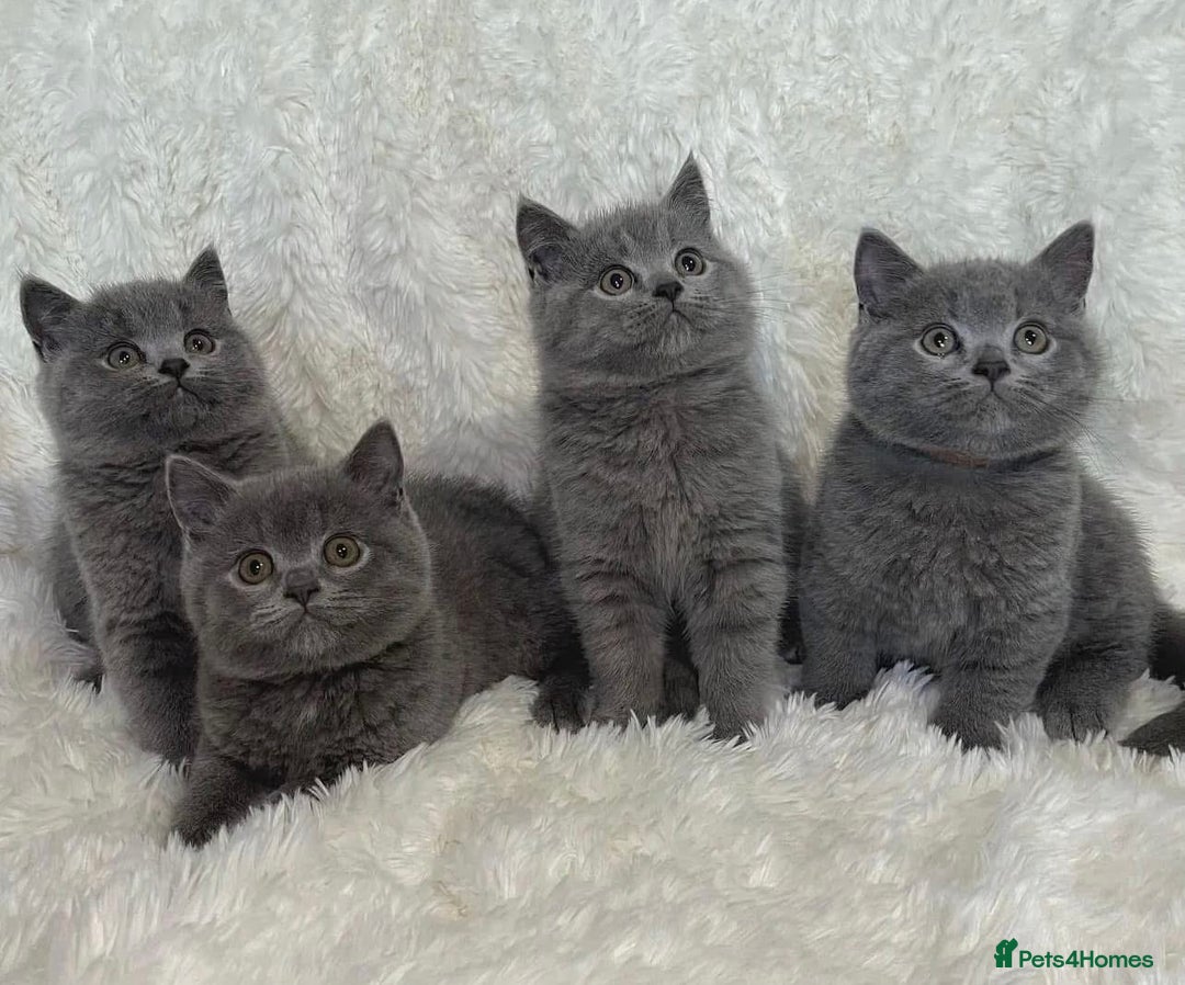 British Shorthair cats for sale: British Shorthair Kittens – Only 2 Left, Ready Now - Image 1