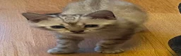 Bengal cats for sale: Pure Snow bengal  - Advert 8