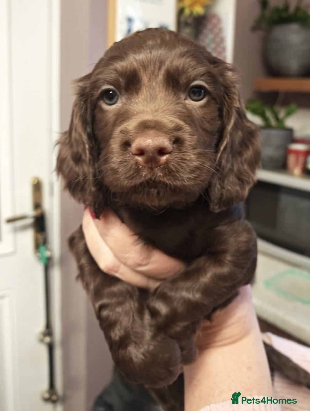 Cocker Spaniel dogs Working cocker spaniel puppies - Advert 4