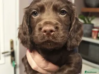 Cocker Spaniel dogs Working cocker spaniel puppies - Advert 4