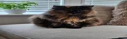 Mixed Breed cats for sale: Meet KoKo - Advert 5