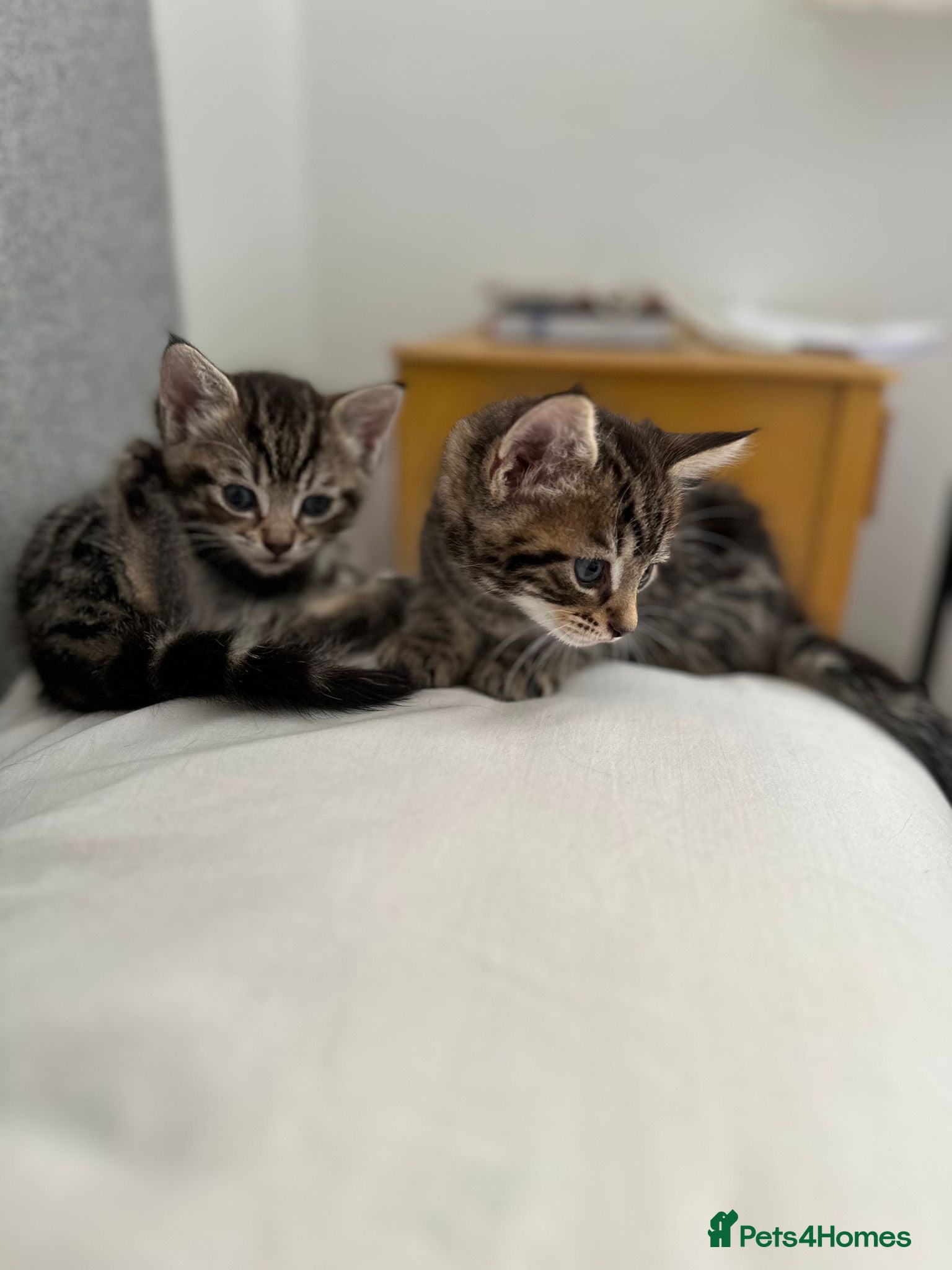 Domestic Shorthair cats Russian Blue × Bengal Mixed Kittens – 4 available - Advert 17