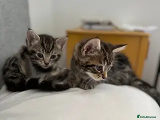 Domestic Shorthair cats Russian Blue × Bengal Mixed Kittens – 4 available - Advert 1