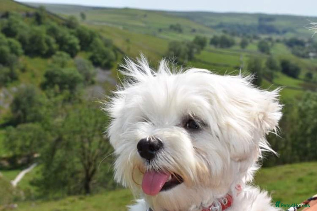 Maltese dogs for stud: KC registered Maltese for Stud duties (Proven) in Doncaster - Advert 4