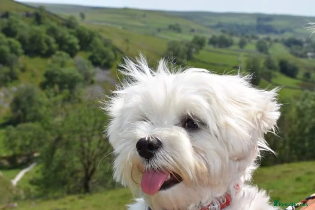 Maltese dogs for stud: KC registered Maltese for Stud duties (Proven) in Doncaster - Advert 4