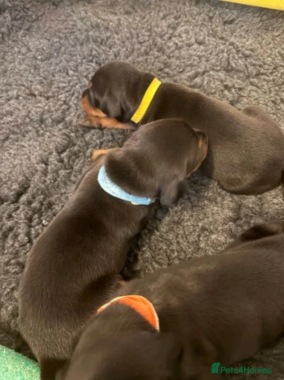 Dobermann dogs for sale: KC Registered Doberman | 91 Champions in Parents - Advert 1