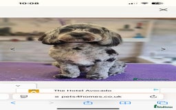 Cockapoo dogs for sale: Cockerpoo- beautiful Merle ready to go in Gillingham - Image 3