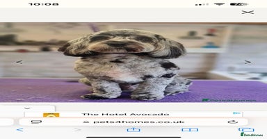 Cockapoo dogs in Gillingham - Advert 7