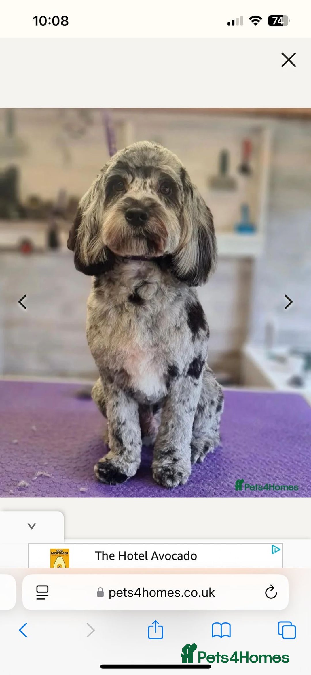 Cockapoo dogs for sale: Cockerpoo- beautiful Merle ready to go in Gillingham - Image 3