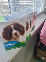 Cavapoo dogs - Advert 3