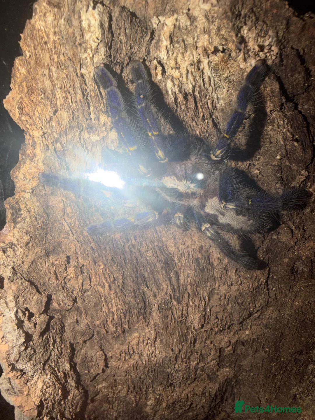 Spiders invertebrates for sale: Female Gooty Sapphire (Poecilotheria Metallica)  - Advert 2