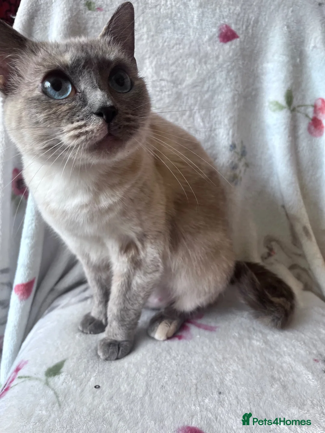 Mixed Breed cats for sale: Black Tortoiseshell Girl - Ready to Go!  - Advert 8