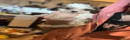 Cavapoo dogs for sale: Toy cavapoo boy  - Advert 13