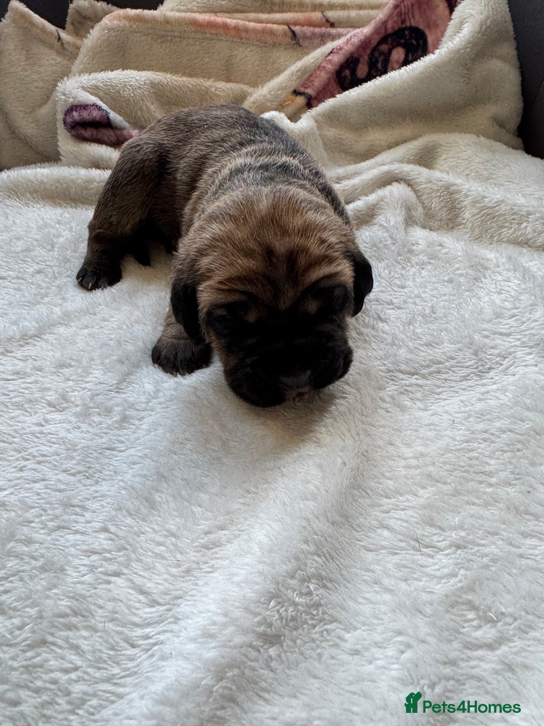 Cane Corso dogs for sale: 6 beautiful cane Corso puppies  - Advert 8