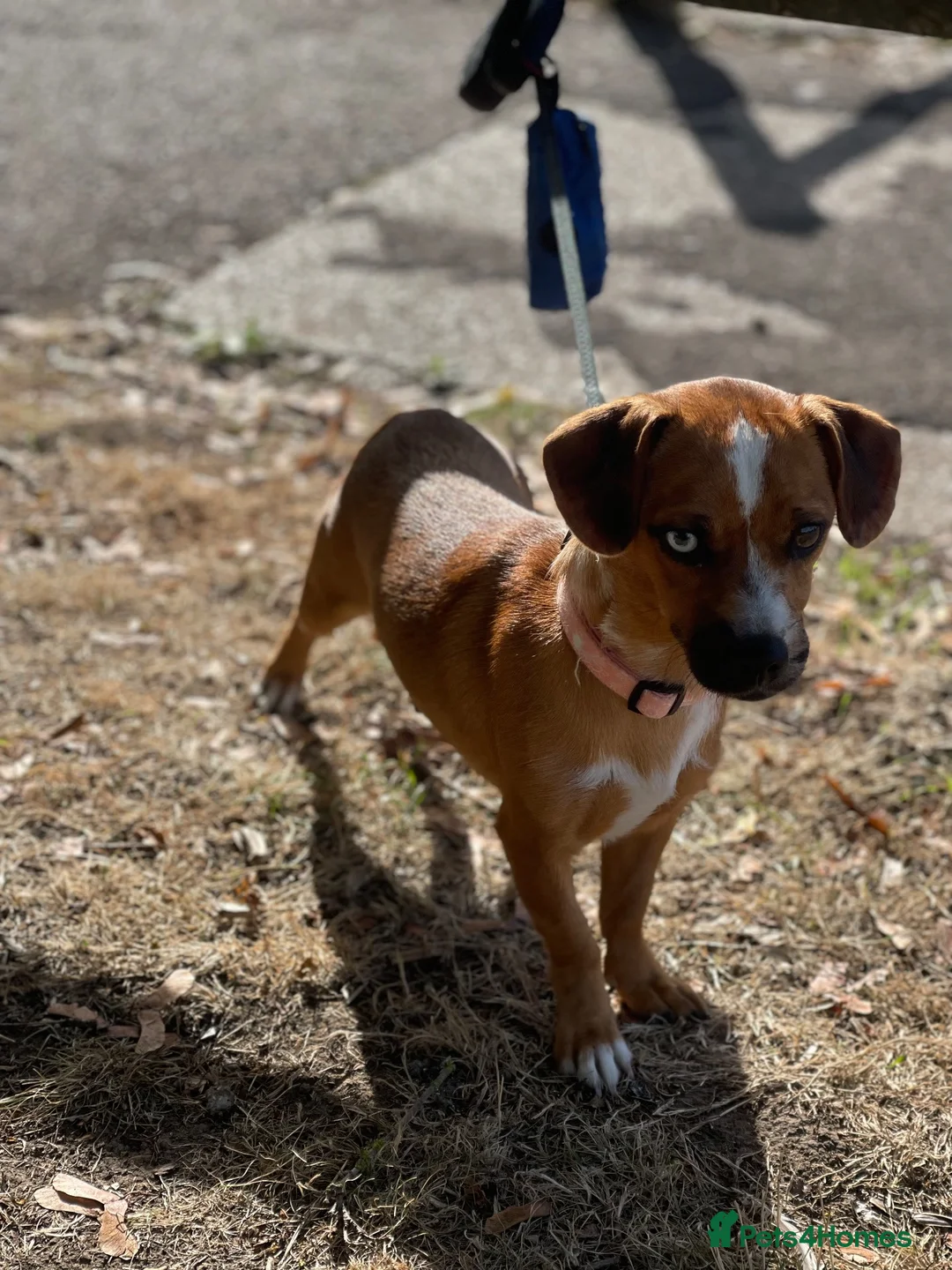 Mixed Breed dogs for sale: Dachshund x Pug 8 Months Old Baby Pixy - Advert 1