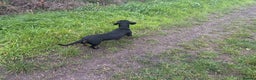 Dachshund dogs for sale: Miniature dachshund  - Advert 13