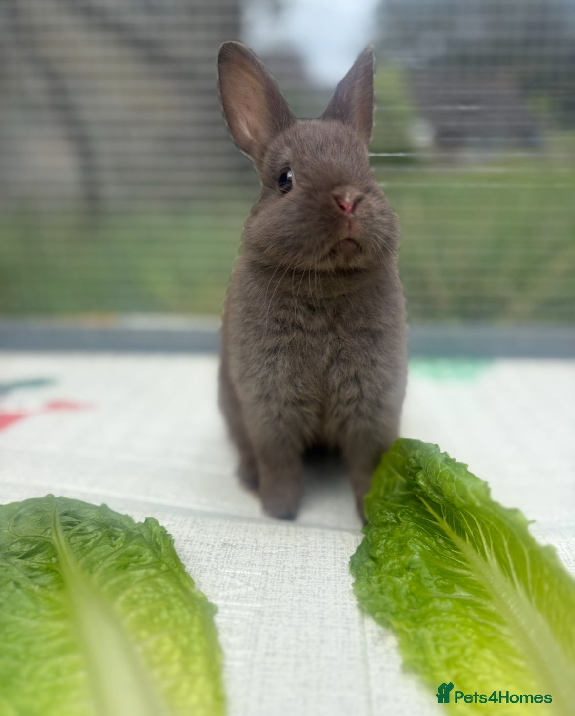 Netherland Dwarf rabbits Netherland dwarf bunnies   - Advert 17