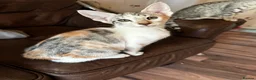Mixed Breed cats for sale: CROSSED PETERBALD ✅✅✅ - Advert 19