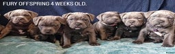 Staffordshire Bull Terrier dogs for stud: *ULTIMATE STUD PACKAGE DEAL*KING FURY BEST UK BLUE in Manchester - Advert 10