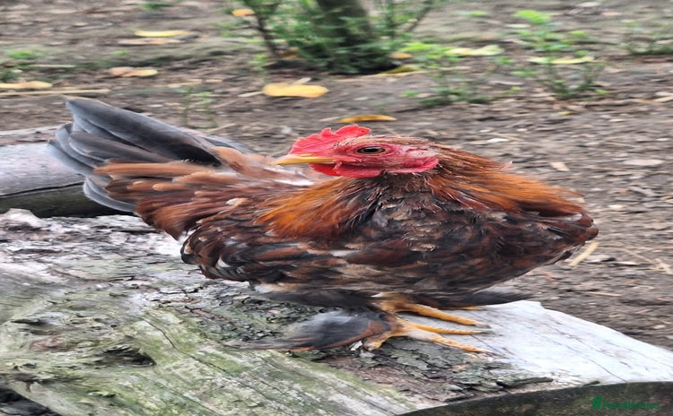 Chickens poultry - Advert 1