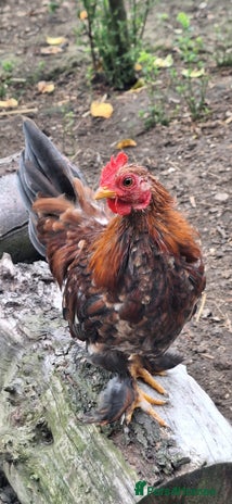 Chickens poultry - Advert 9