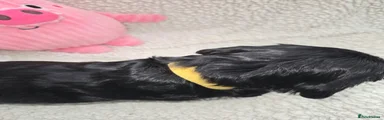 Cocker Spaniel 7
