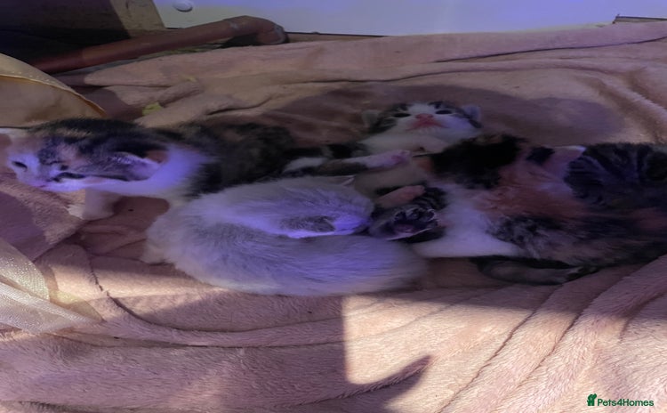 Domestic Shorthair cats - Advert 13