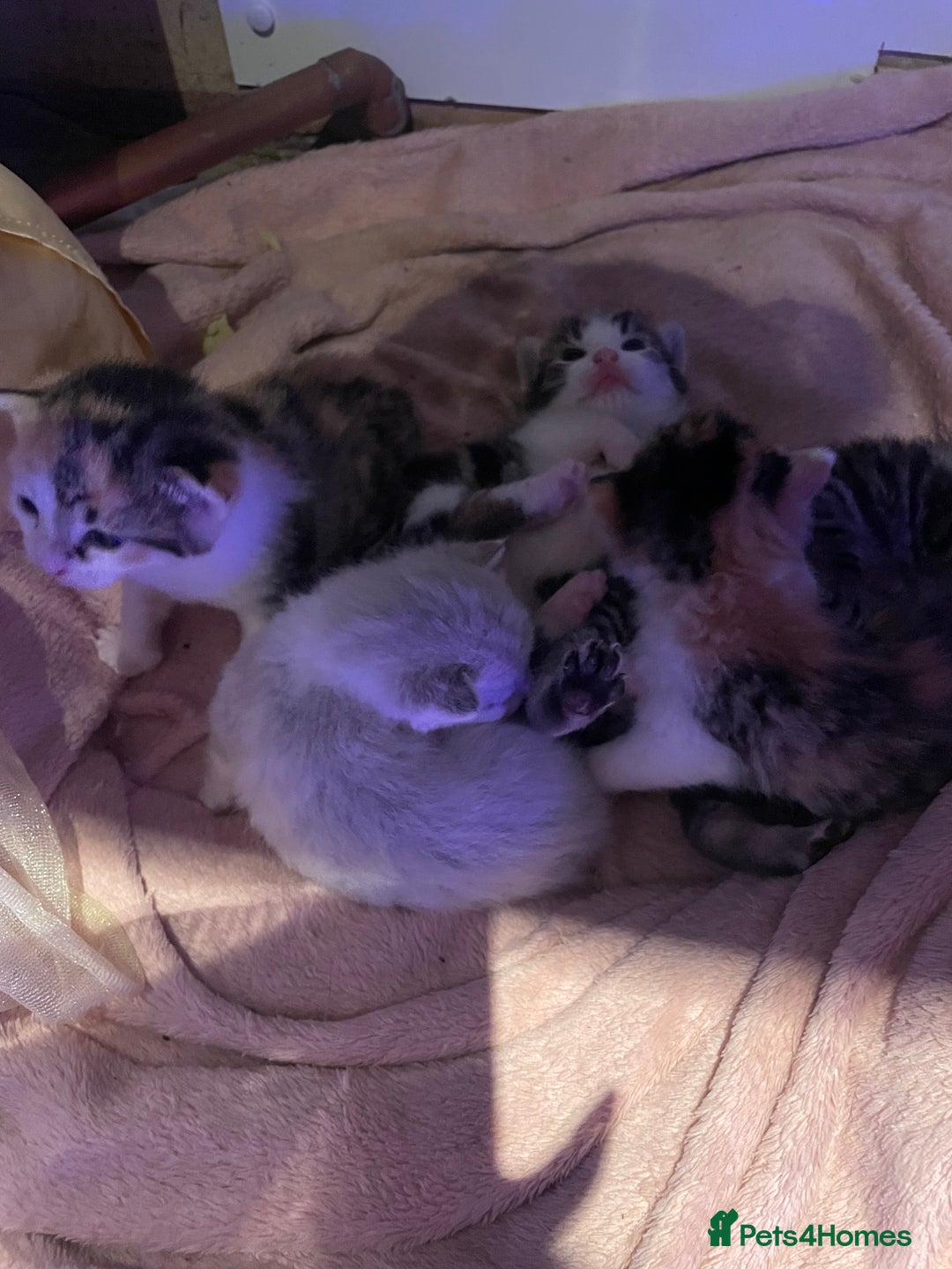 Domestic Shorthair cats for sale: Beautiful litter of kittens for sale  - Image 1
