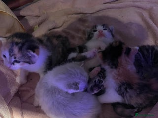 Domestic Shorthair cats - Advert 16
