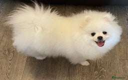 Pomeranian dogs for sale: Gorgeous pure white kc-reg Girl  - Image 10