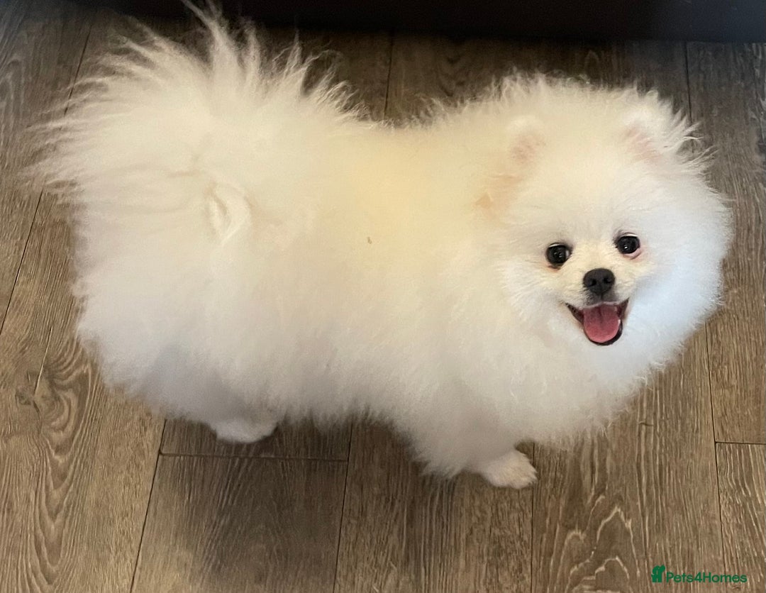 Pomeranian dogs for sale: Gorgeous pure white kc-reg Girl  - Image 10