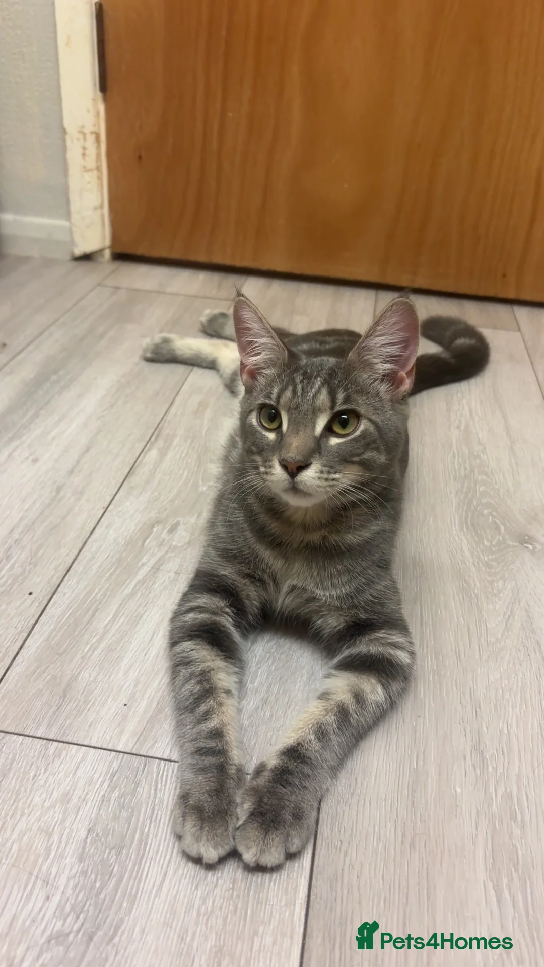 Mixed Breed cats for sale: Half Maine coon boy  - Advert 2