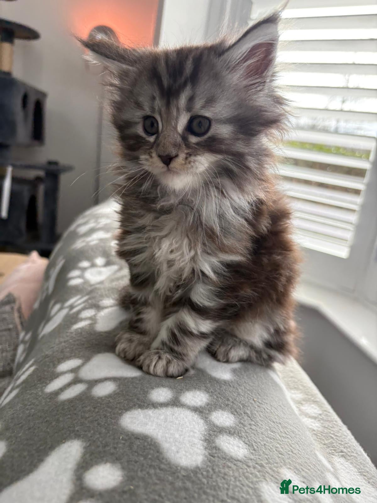 Maine Coon cats Tica Reg Maine Coon Kittens - Advert 3