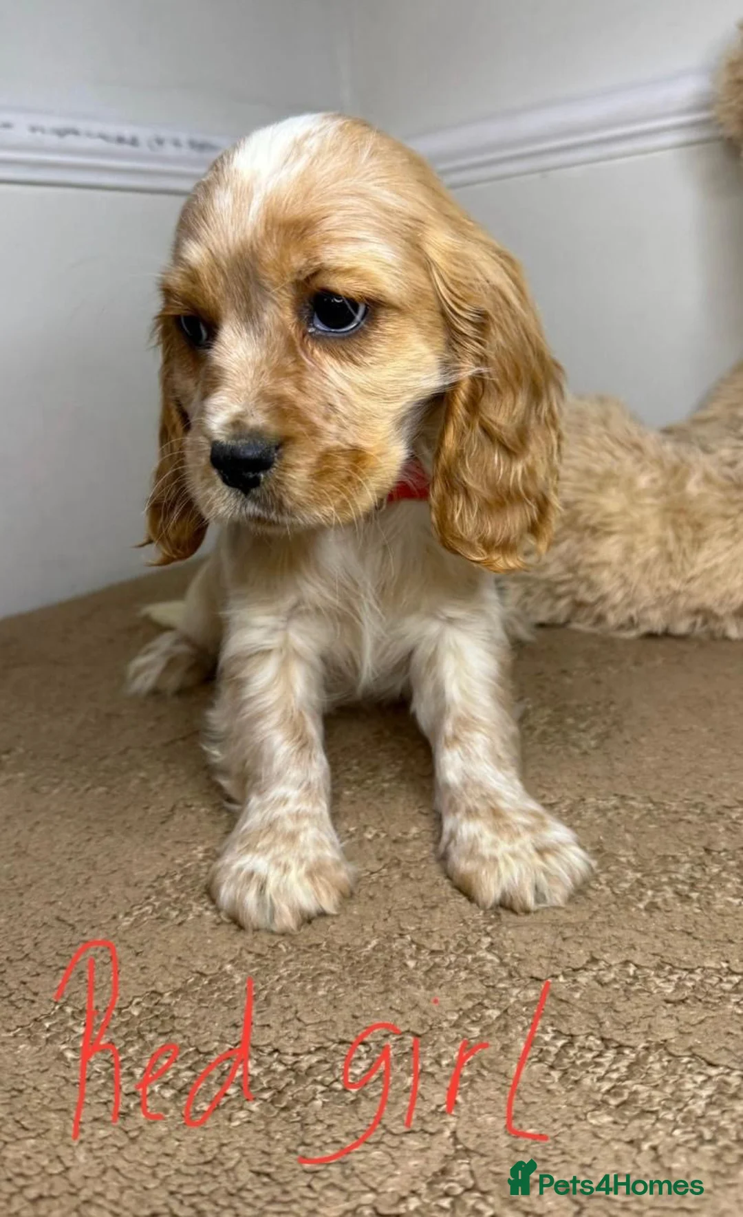 Cavapoo dogs for sale: F2 Cavapoo puppies 🐶 - Advert 8