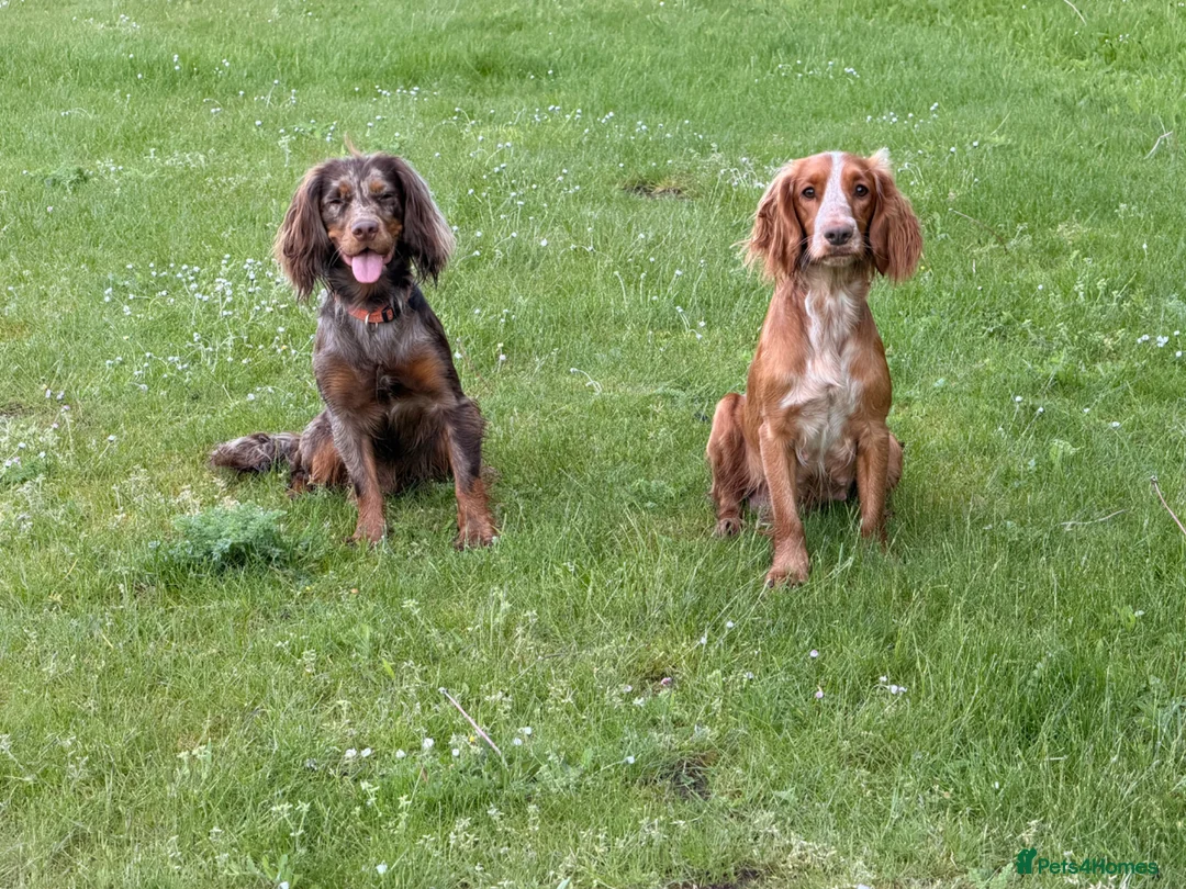 Sprocker dogs for sale: Beautiful litter of 7 working cockers - Advert 2