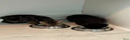 British Shorthair cats for adoption: Kittens desperately need love 💔 - Advert 4