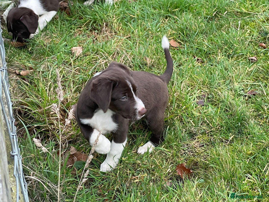 Mixed Breed dogs for sale: Sprollie pups for sale - Advert 22