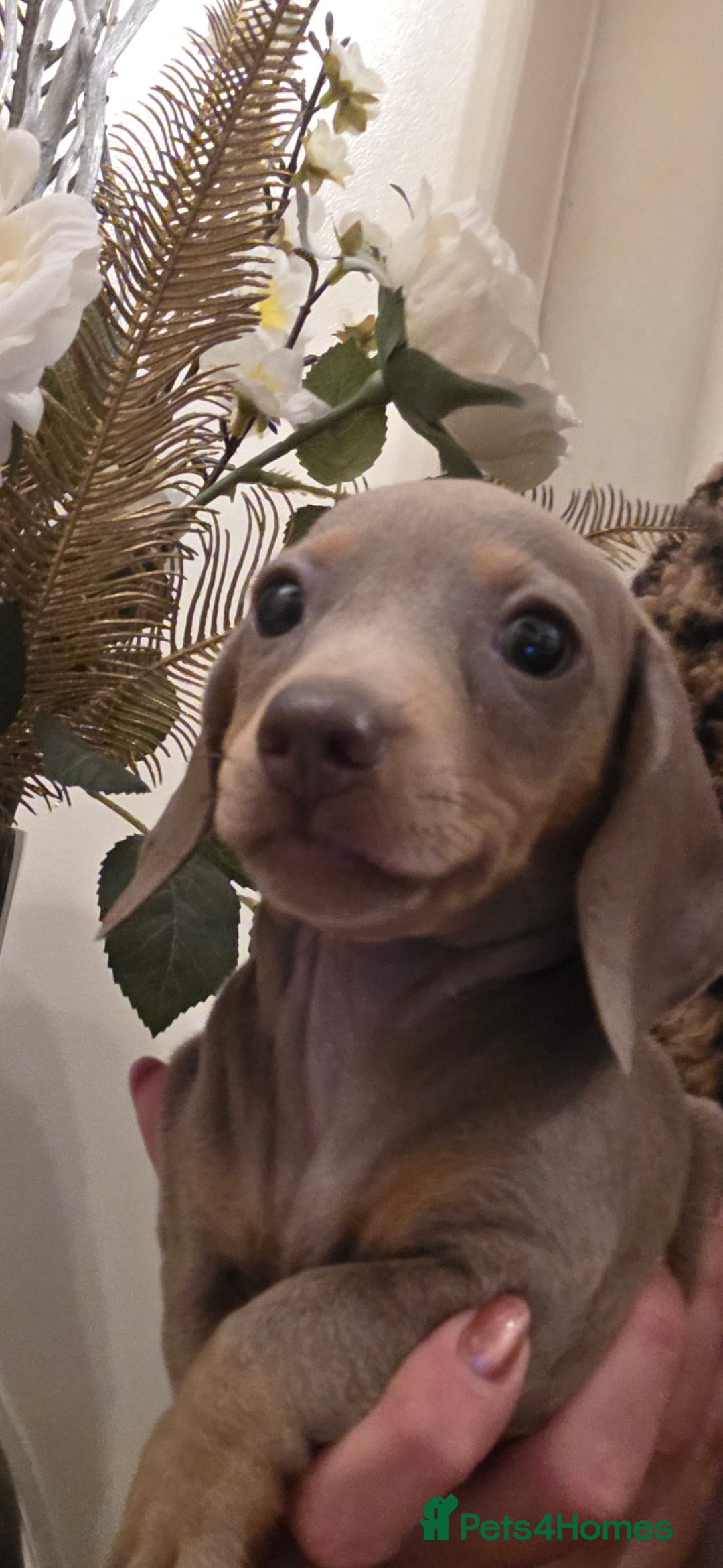Miniature Dachshund dogs for sale: Isabella dachshund puppies  - Image 4