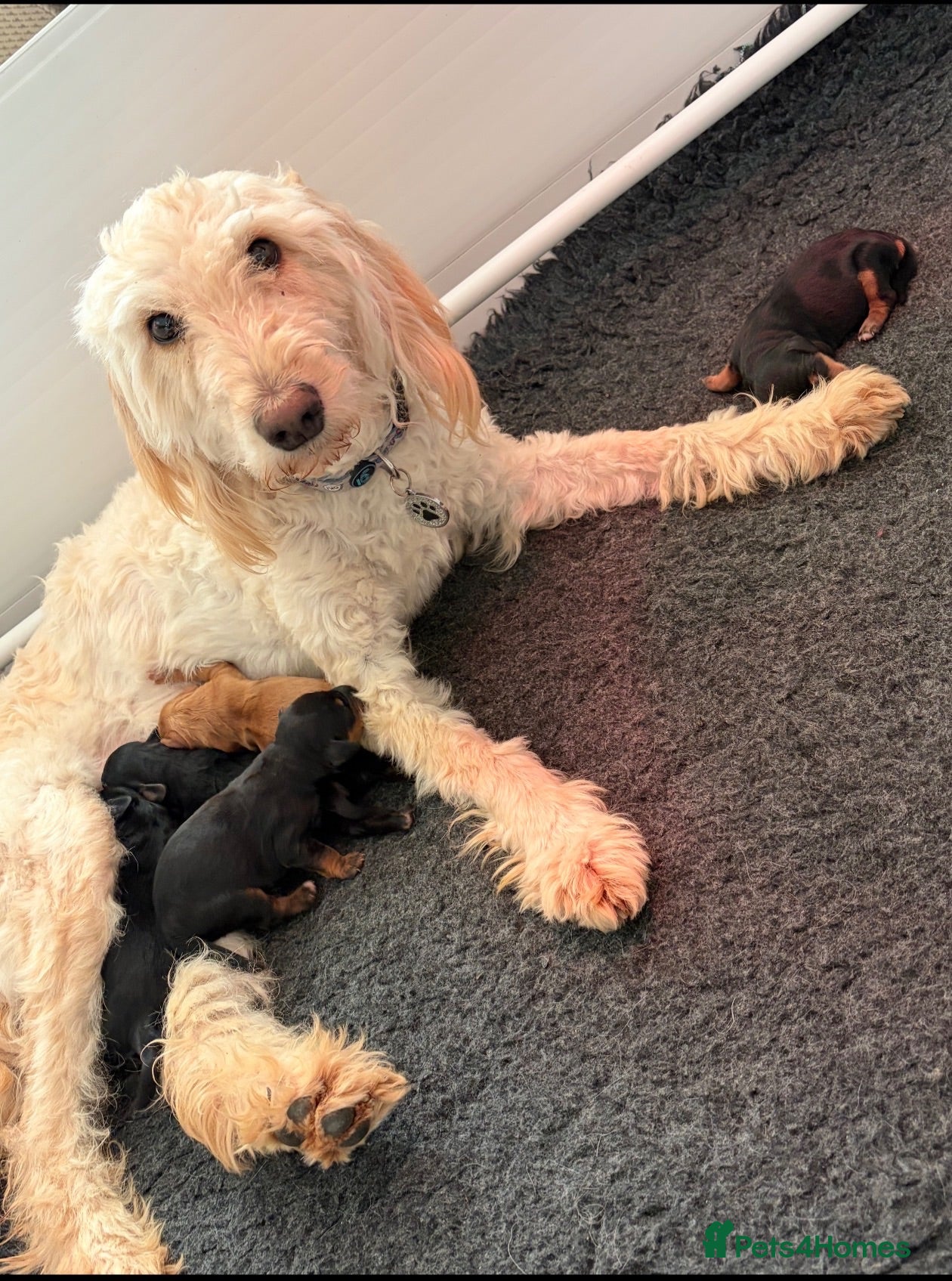 Mixed Breed dogs Cockerdoodle pups  - Advert 5