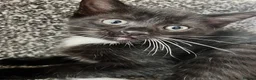 Mixed Breed cats for sale: 2 lovely female kittens  - Advert 10
