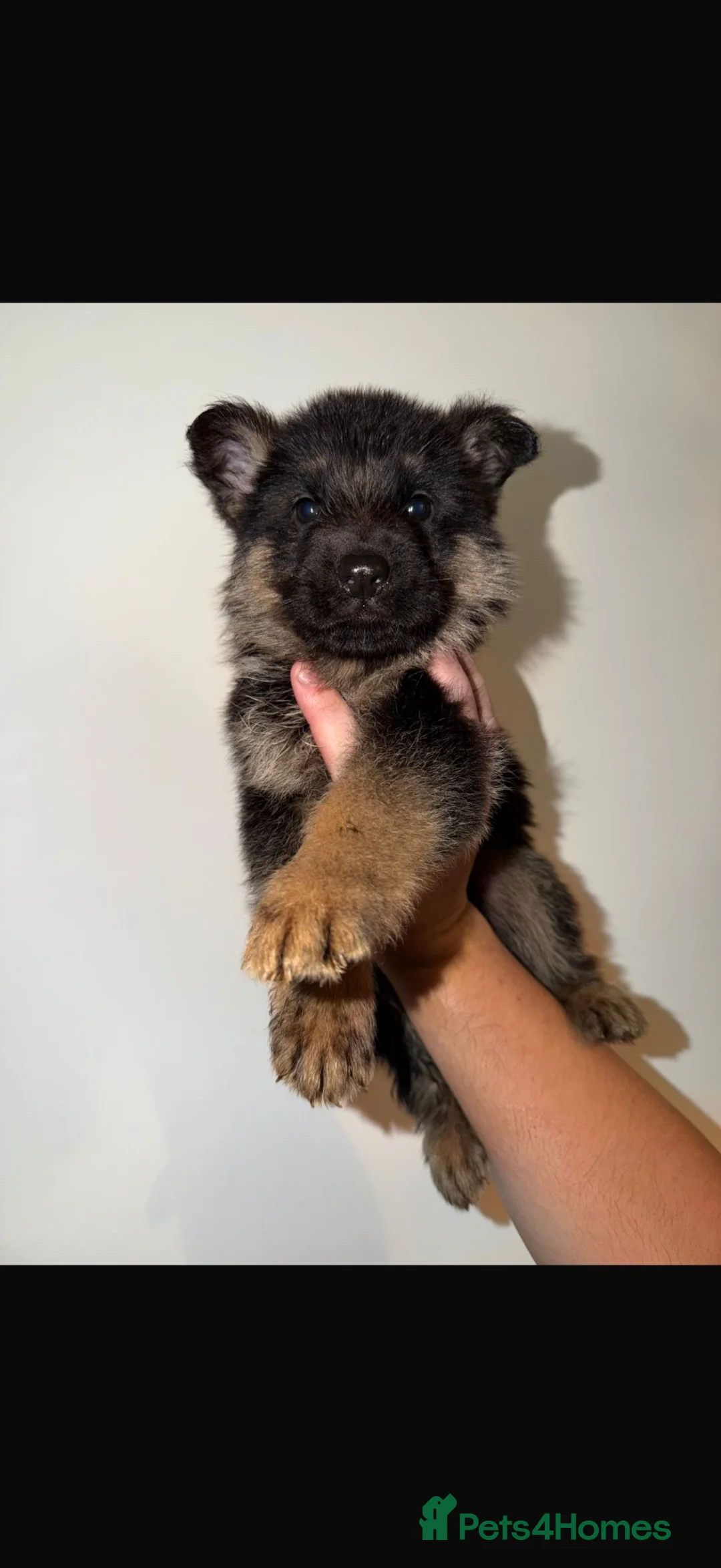 German Shepherd dogs for sale: German Shepard puppies  - Advert 2