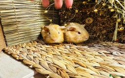 Guinea Pig rodents for sale: Friendly well handled baby guinea pigs  - Image 9